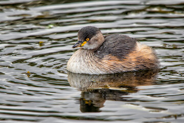 Australasian grebe (Tachybaptus novaehollandiae) 