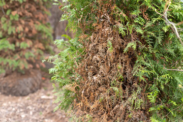 Green coniferous tree with some dried branches. American arborvitae tree, thuja problems and disease.