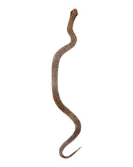 Watercolor brown Snake top view illustration. Isolated on white background. Watercolour reptile
