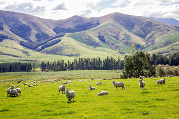 Sheep grazing in beautiful grassy pasture mountain landscape, near Queenstown, South Island, New...
