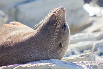 Seal or sealion snoozing and basking in the sun on Kaikura peninsula, South Island, New Zealand,...