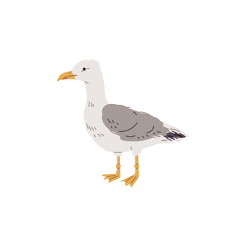 Vector illustration of an sea gull, isolated on white background