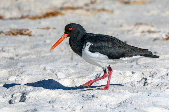 Pied Oystercatcher (Haematopus longirostris)