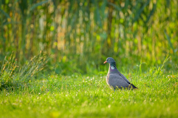 A Common wood pigeon sitting in the grass