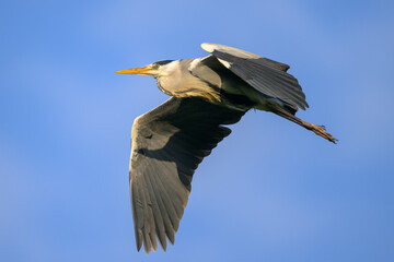 Obraz premium A Grey Heron flying on a sunny morning blue sky