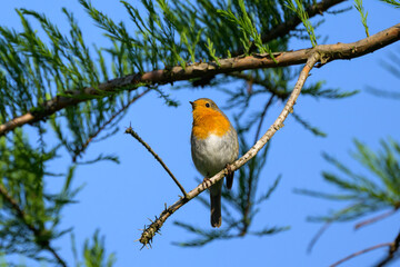 A cute little European robin sitting in a tree