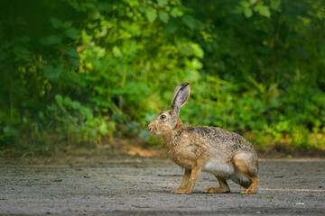 A European hare sitting on a pathway in a park