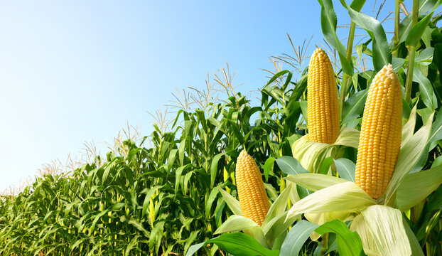 Corn cobs with corn plantation field background.