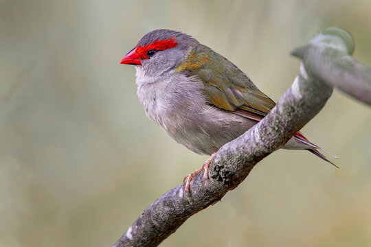 Red-browed Finch (Neochmia temporalis)