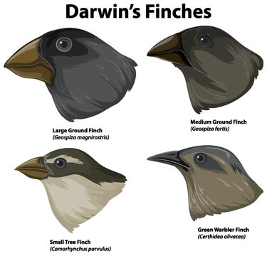 Set of mix finches bird