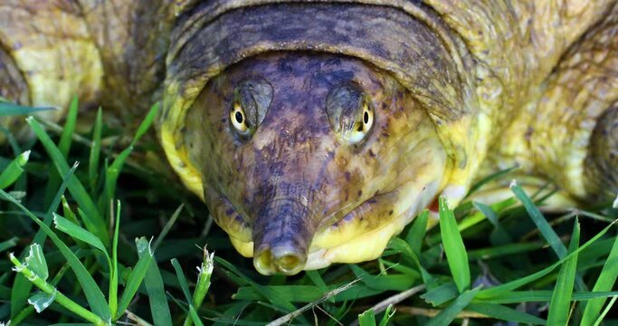 Close up macro video of a Spiny Softshell Turtle Apalone spinifera face.