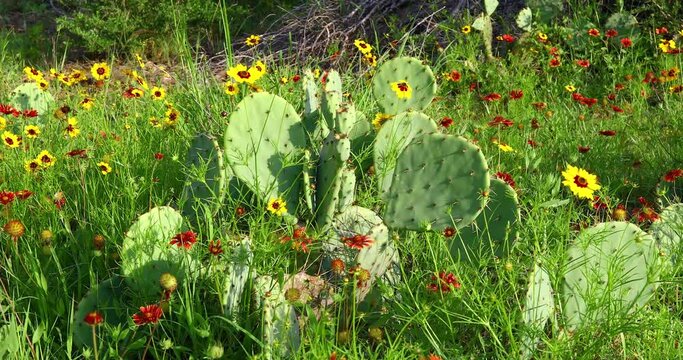 Nature landscape scene of wildflowers and prickly pear cactus.