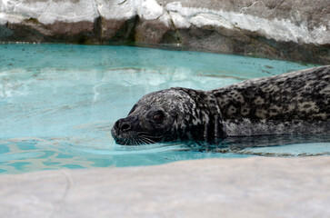 ゼニガタアザラシ © ふわしん