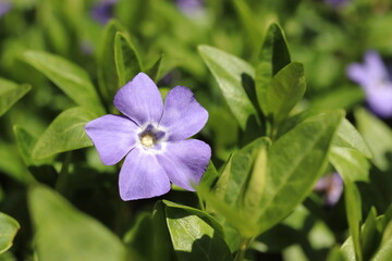 Vinca minor, single blue periwinkle flower
