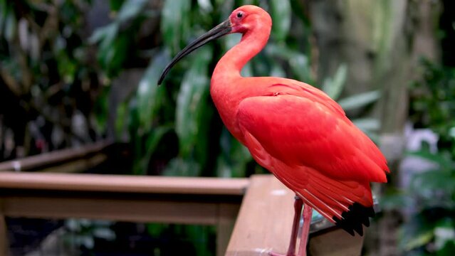 The scarlet ibis Eudocimus ruber is a species of ibis in bird family Threskiornithidae. It inhabits tropical South America and part of the Caribbean Vancouver Aquarium, BC, Canada