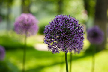 Large bud of decorative onion on a background with bokeh