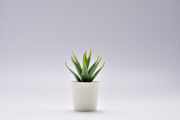 plant in flowerpot.Aloe vera decorate the room. Pot fake plant isolated on white background.Aloe vera potted decoration home office.desk decoration tree.desk decoration plant pot.minimalist plant pot.