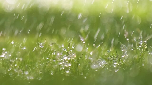 Closeup of rain droplets falling down on green grass in summer