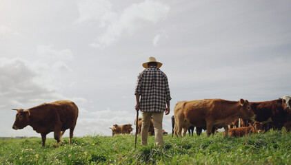 Agriculture, cows and black man on farm, back and using walking stick for farming mockup. Land,...