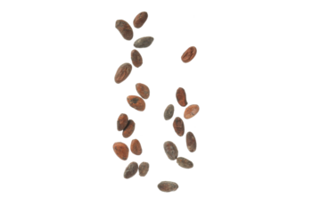 PNG, ingredient for making chocolate - cocoa, isolated on white background