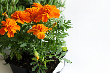 Fiore di calendula arancione. Fiore arancione in un vaso isolato su sfondo bianco. Vista dall'alto. Copia spazio.