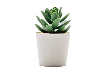 Single cactus in a pot PNG image.Cactus in a pot PNG.cactus in a pot transparent.Cactus potted...