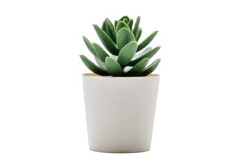 Single cactus in a pot PNG image.Cactus in a pot PNG.cactus in a pot transparent.Cactus potted decoration home office transparent.