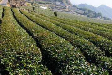 Fresh green tea field in Shizhuo Trails at Alishan of Taiwan