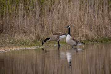 Two canadian geese at a little lake at a natural reserve called Mönchbruch in Hesse, Germany.