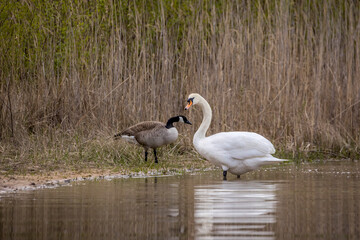 Swan meets other water birds at a little lake next to Frankfurt at a cloudy day in spring.