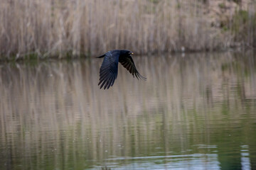 A crow flying above a pond not far away from Frankfurt, Germany at a cloudy day in spring with food in its beak.