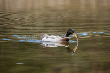 A young male hybrid duck swimming in a pond next to Frankfurt, Germany at a cloudy day in spring.