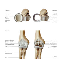 Anatomy and structure of the elbow joints. 3D illustration