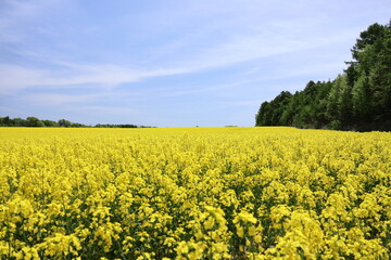 Fototapeta premium 北海道勇払郡安平町の菜の花畑