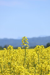 Obraz premium 北海道勇払郡安平町の菜の花畑