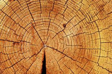 Wooden old rings texture natural background, round shape of wood timber with cracks as natural pattern, abstract nature. Wooden aesthetic texture fon, design element, nature gradient color