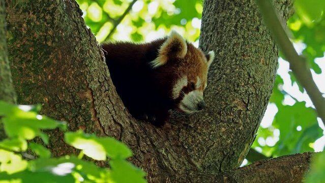 The red panda, Ailurus fulgens, also called the lesser panda and the red cat-bear sitting on a tree.