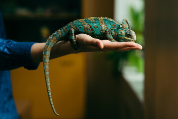 An emerald-colored chameleon sits on a child's hand © Olena