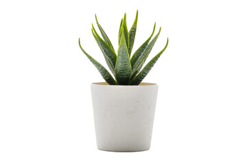 plant pot PNG.Aloe vera pot transparent. Pot fake plant isolated PNG image..Aloe vera potted...