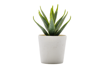 plant pot PNG.Aloe vera pot transparent. Pot fake plant isolated PNG image..Aloe vera potted decoration home office.desk decoration tree.desk decoration plant pot.minimalist plant pot PNG.