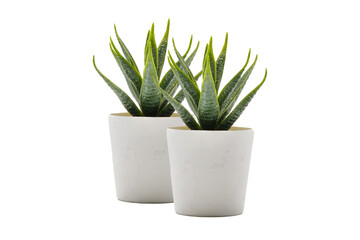 Two plant pot PNG.Aloe vera pot transparent. Pot fake plant isolated PNG image. Two Aloe vera potted decoration home office.desk decoration tree.desk decoration plant pot.minimalist plant pot PNG. - Powered by Adobe