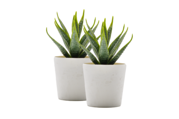 Two plant pot PNG.Aloe vera pot transparent. Pot fake plant isolated PNG image. Two Aloe vera potted decoration home office.desk decoration tree.desk decoration plant pot.minimalist plant pot PNG.