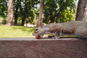 Cute squirrel in Parco Sempione, Milan