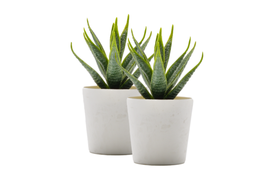 Two plant pot PNG.Aloe vera pot transparent. Pot fake plant isolated PNG image. Two Aloe vera potted decoration home office.desk decoration tree.desk decoration plant pot.minimalist plant pot PNG.