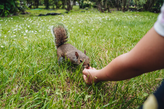 Cute squirrel in Parco Sempione, Milan
