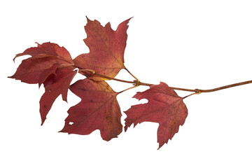 autumn twig with leaves isolated,twig with red leaves on a white background, viburnum leaves - obrazy, fototapety, plakaty