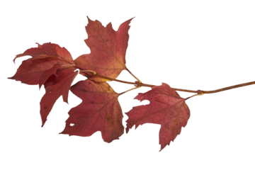 autumn twig with leaves isolated,twig with red leaves on a white background, viburnum leaves