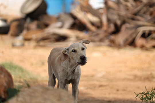 Dog barking on strangers, photography of a brown pet dog, in the rural village, in farmer house...