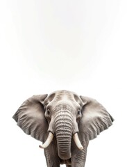 Obraz premium Elephant screaming banner. Generate Ai