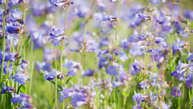 Littleflower Penstemon thriving in Colorado's outdoor open landscapes
